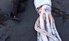 爱游戏娱乐-比赛中的奇迹发生让人瞠目结舌